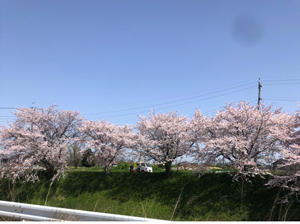 岐阜 新境川 桜が満開